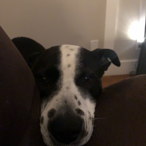 Meet your Posher, Angie - Picture 1 of 1